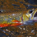 Brook TROUT