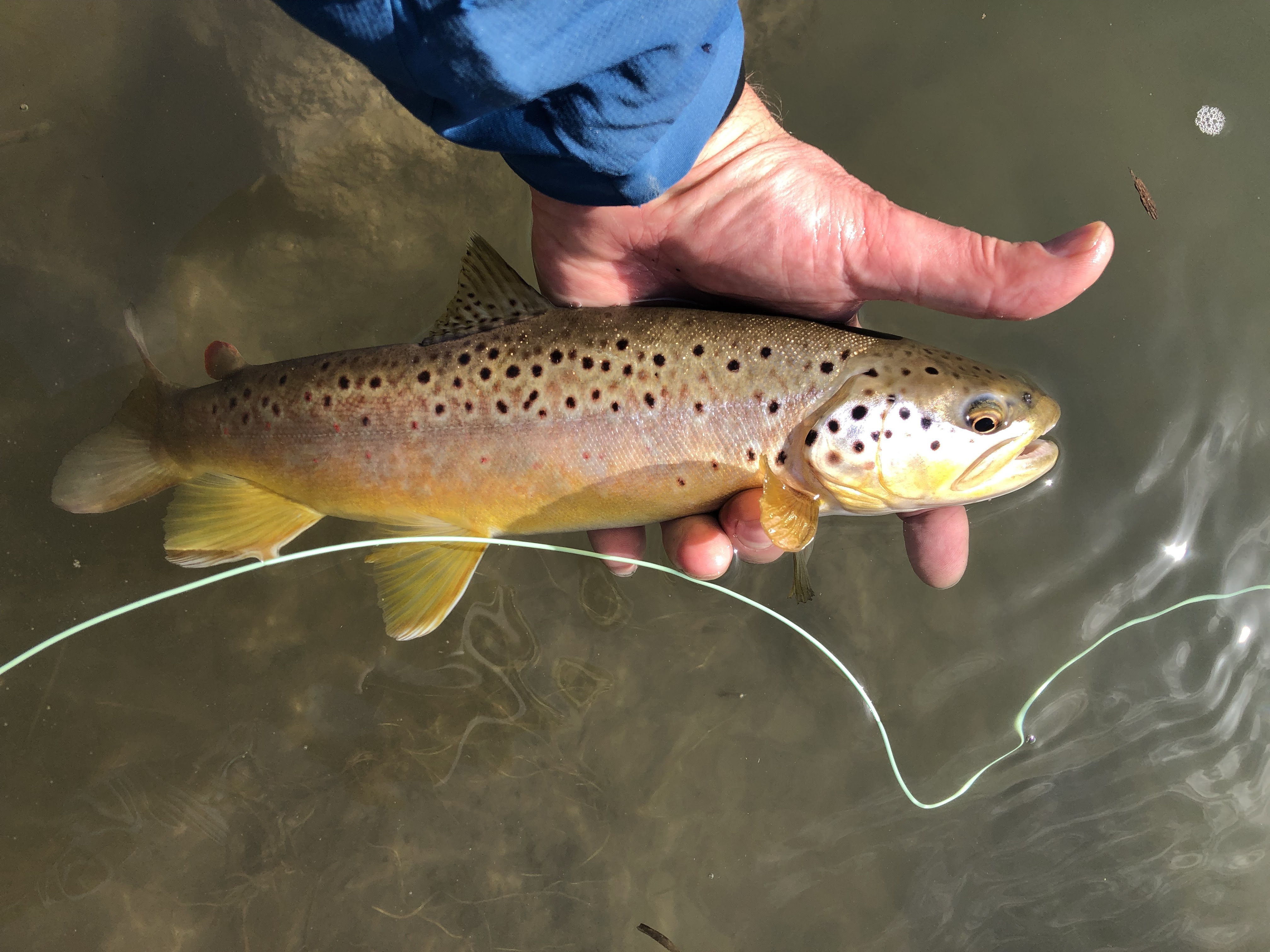 The Drift - Sep 2023 - Kiap-TU-Wish Chapter of Trout Unlimited