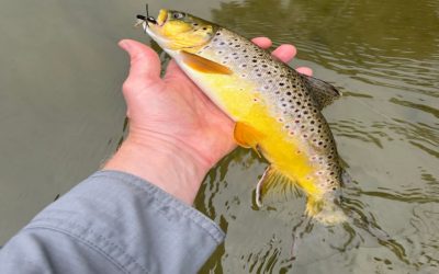 The Attractor Dry Fly