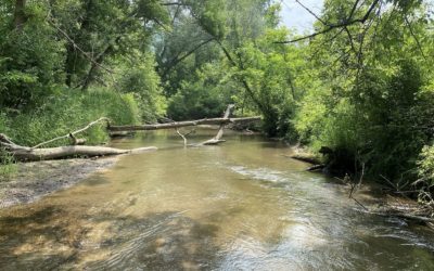 Stream Highlight: Plum Creek